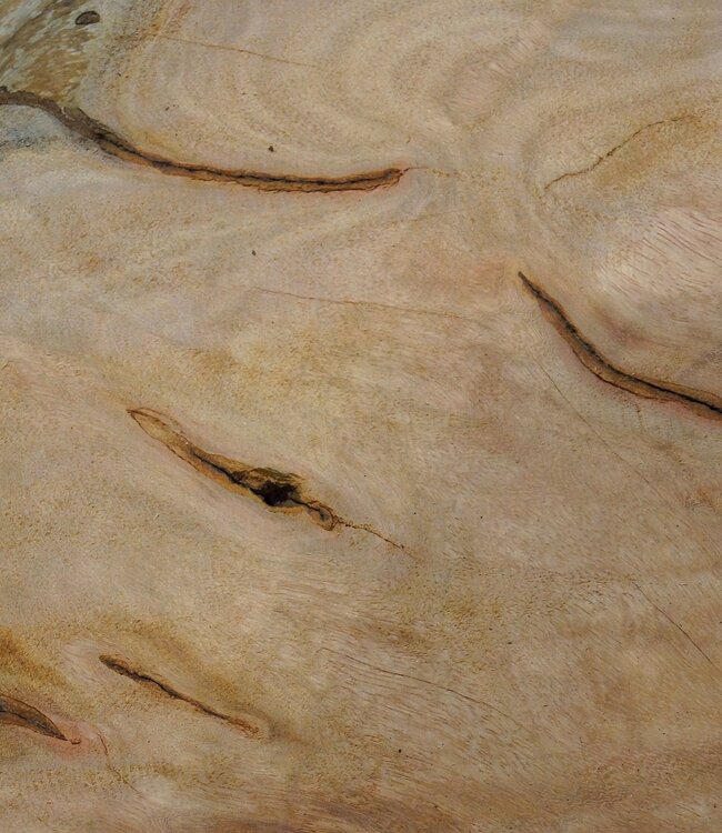 Hymenolobium flavum Maser, ca. 590 x 480 x 35 mm, 41077