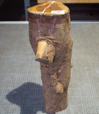 Yew, approx. 430mm, Ø ca. 100mm, 2,92kg