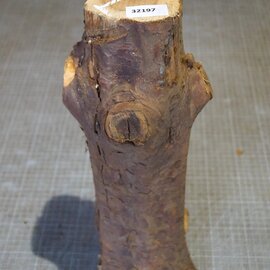 Yew, approx. 400mm, Ø ca. 80-145mm, 3,18kg