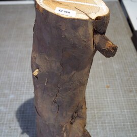 Yew, approx.  435-450mm, Ø ca. 130mm, 3,8kg