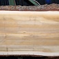 Lebanon Cedar table top, approx. 3100 x 1020/920/850 x 75 mm, 13351