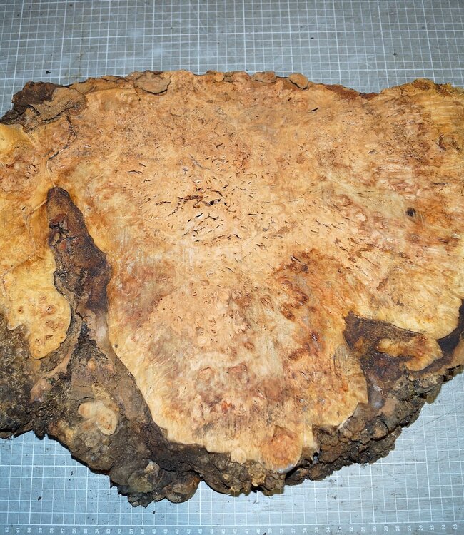 Grisard, Silberpappel, ca. 490 x 370 x 60mm, 7,5kg