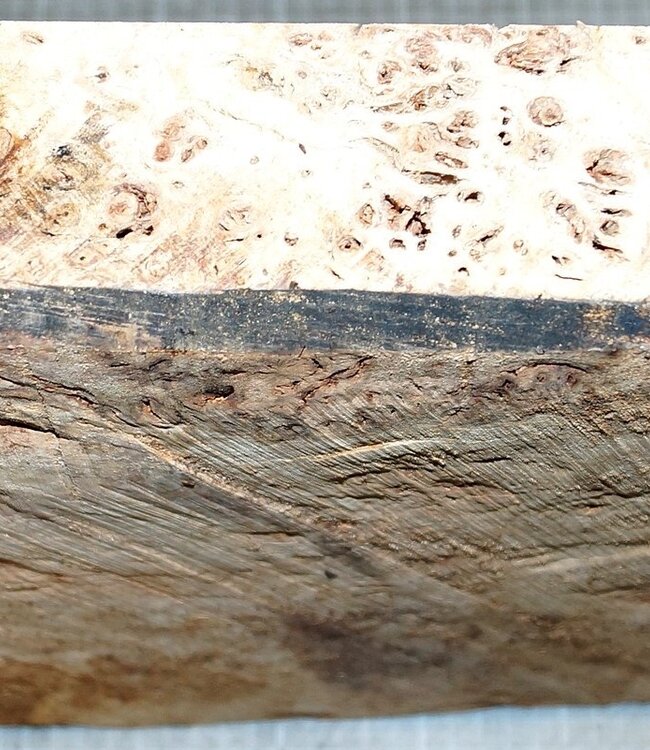 Grisard, Silberpappel, ca. 520 x 360 x 35-62mm, 7,5kg