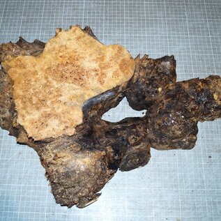 Grisard, Silberpappel, ca. 490 x 330 x 65mm, 3,3kg