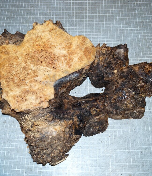 Grisard, Silberpappel, ca. 490 x 330 x 65mm, 3,3kg