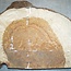 Amboina burl, approx. 700 x 400 x 40-55mm, 11,1kg