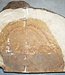 Amboina burl, approx. 700 x 400 x 40-55mm, 11,1kg