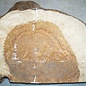 Amboina burl, approx. 700 x 400 x 40-55mm, 11,1kg