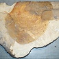 Amboina burl, approx. 700 x 400 x 40-55mm, 11,1kg