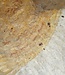 Amboina burl, approx. 700 x 400 x 40-55mm, 11,1kg