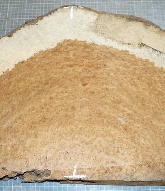 Amboina Maser, ca. 770 x 420 x 45mm, 9,2kg