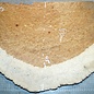 Amboina burl, approx. 770 x 420 x 45mm, 9,2kg