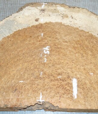 Amboina Maser, ca. 820 x 450 x 54-60mm, 12,7kg