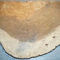 Amboina burl, approx. 820 x 450 x 54-60mm, 12,7kg