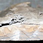 Ziricote, approx. 440 x 230 x 30-80mm, 4,1kg