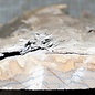 Zirikote, ca. 440 x 230 x 30-80mm, 4,1kg