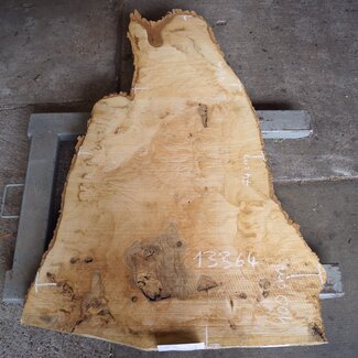 Ash burl, approx. 1550 x 1000/740/460  65 mm, 13364