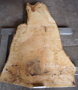 Esche Maser ca. 1550 x 1000/740/460  65 mm, 13364