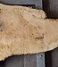 Ash burl, approx. 1550 x 1000/740/460  65 mm, 13364