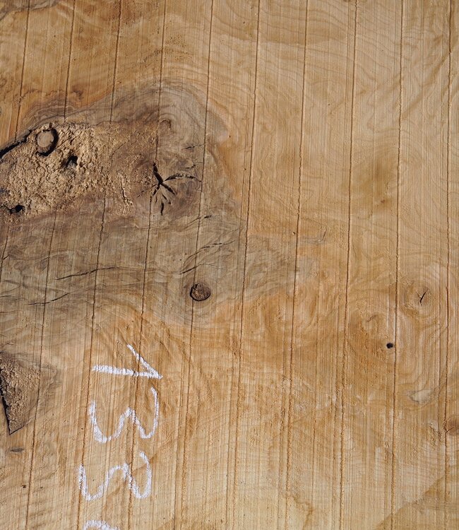 Ash burl, approx. 1550 x 1000/740/460  65 mm, 13364