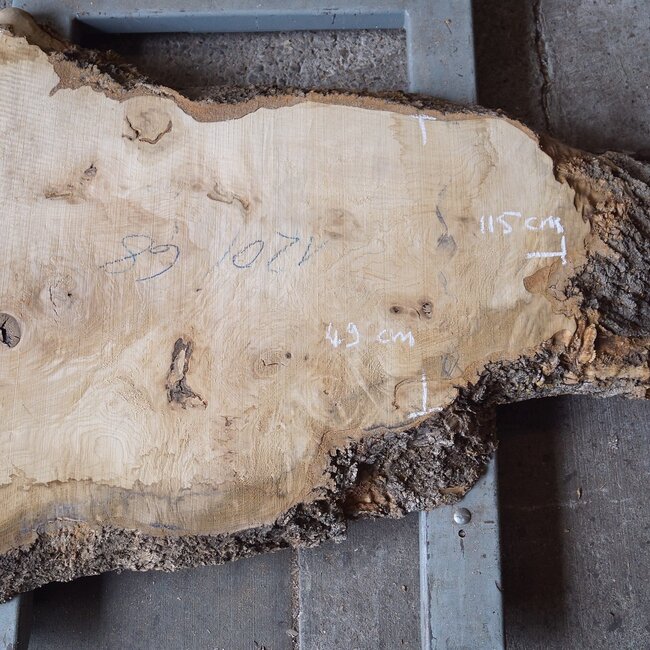 Ash burl, approx. 1550 x 1000/740/460  65 mm, 13364