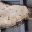 Ash burl, approx. 1550 x 1000/740/460  65 mm, 13364