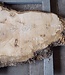Ash burl, approx. 1550 x 1000/740/460  65 mm, 13364