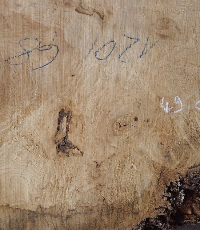 Esche Maser ca. 1550 x 1000/740/460  65 mm, 13364