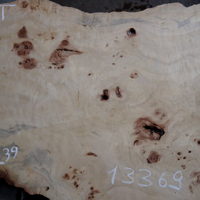 Mappa burl, approx. 1190 x 390/530 x 50mm