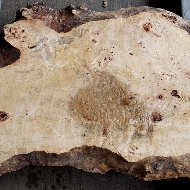 Mappa burl, approx. 1190 x 390/530 x 50mm