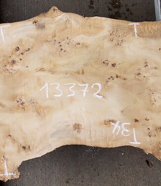 Mappa burl, approx. 1470 x 340/420 x 60mm