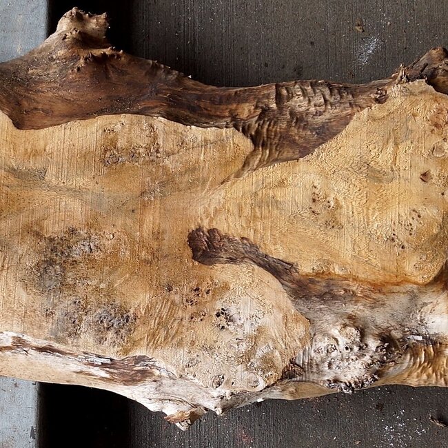 Mappa burl, approx. 1470 x 340/420 x 60mm