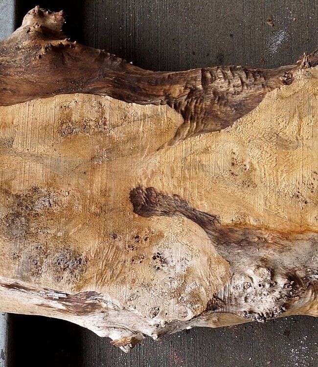 Pappel Maser Tischplatte, ca. 1470 x 340/420 x 60mm