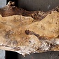 Mappa burl, approx. 1470 x 340/420 x 60mm