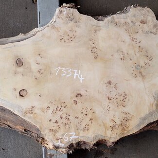 Pappel Maser Tischplatte, ca. 1700 x 290/670 x 60mm