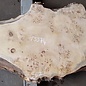 Mappa burl, approx. 1700 x 290/670 x 60mm