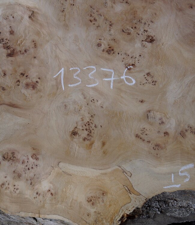 Mappa burl, approx. 1790 x 520/530 x 50mm