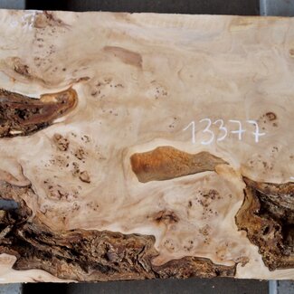 Mappa burl, approx. 1180 x 390/500 x 60mm