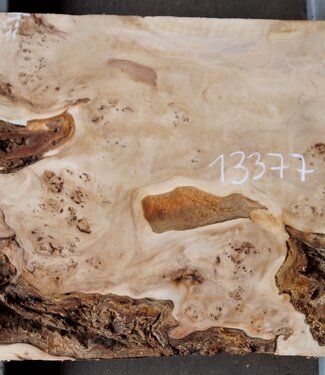 Mappa burl, approx. 1180 x 390/500 x 60mm