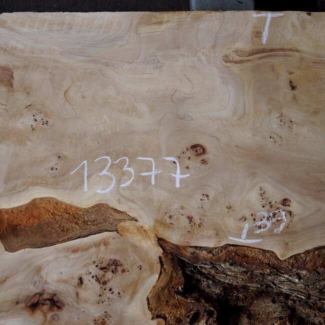 Pappel Maser Tischplatte, ca. 1180 x 390/500 x 60mm