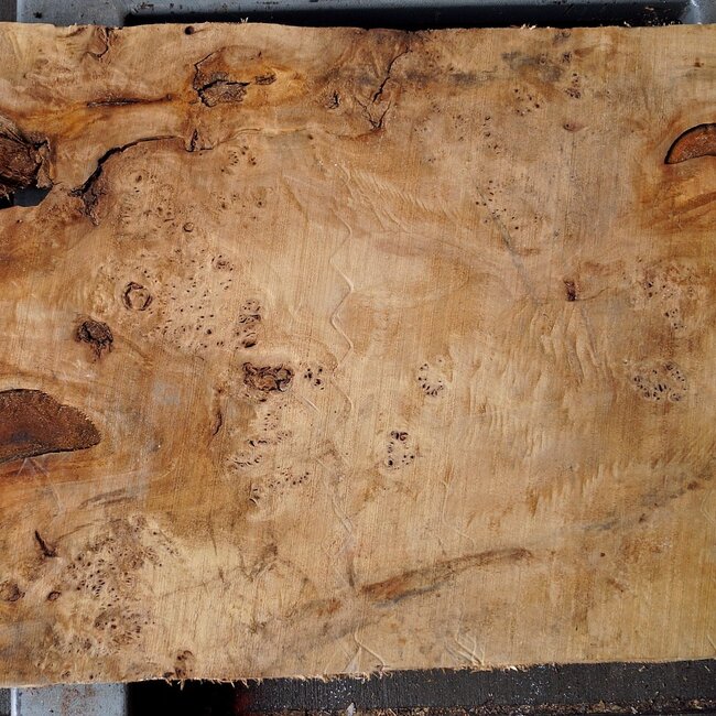 Mappa burl, approx. 1180 x 390/500 x 60mm