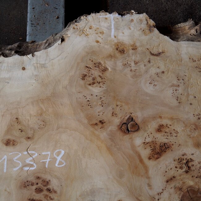Mappa burl, approx.  1810  x 490/610 x 60mm