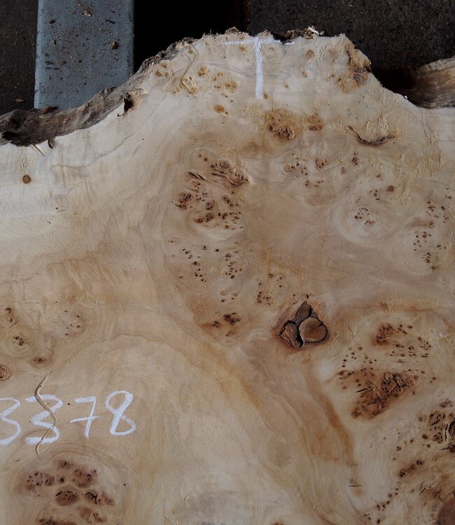 Pappel Maser Tischplatte, ca. 1810  x 490/610 x 60mm