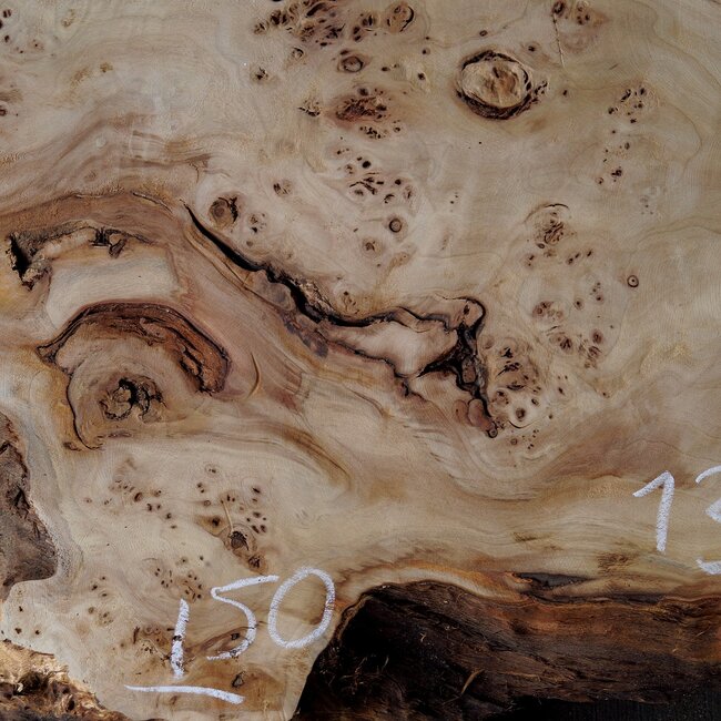 Mappa burl, approx. 1330 x 260/500 x 60mm