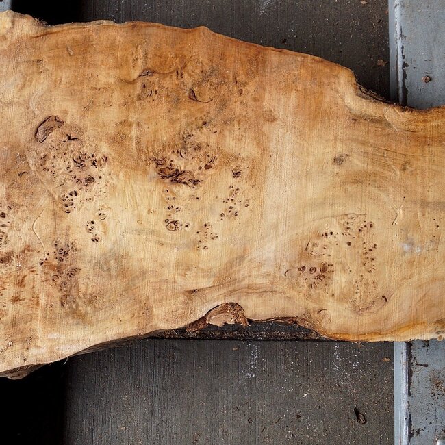 Mappa burl, approx. 1330 x 260/500 x 60mm