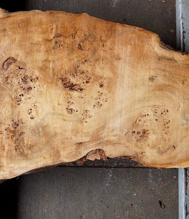 Pappel Maser Tischplatte, ca. 1330 x 260/500 x 60mm