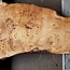 Mappa burl, approx. 1330 x 260/500 x 60mm