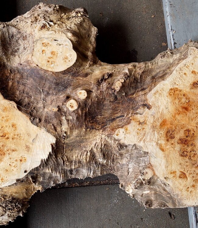 Pappel Maser Tischplatte, ca. 1300 x 490/650 x 55mm