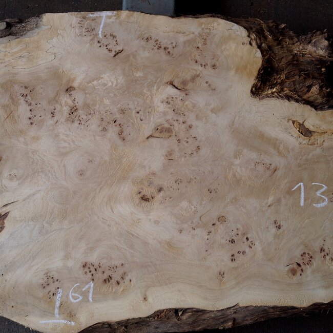 Pappel Maser Tischplatte, ca. 2210 x 530/610 x 55mm