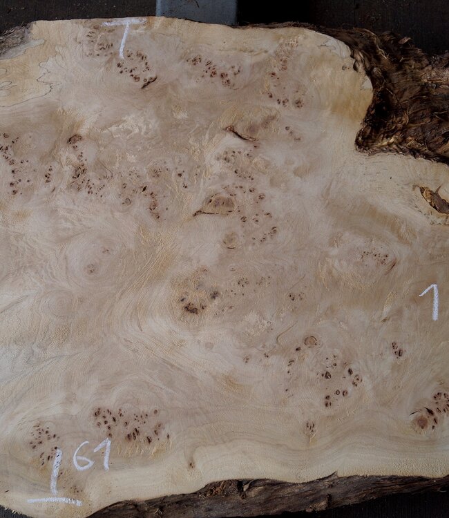 Pappel Maser Tischplatte, ca. 2210 x 530/610 x 55mm